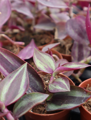 tradescantia zebrina